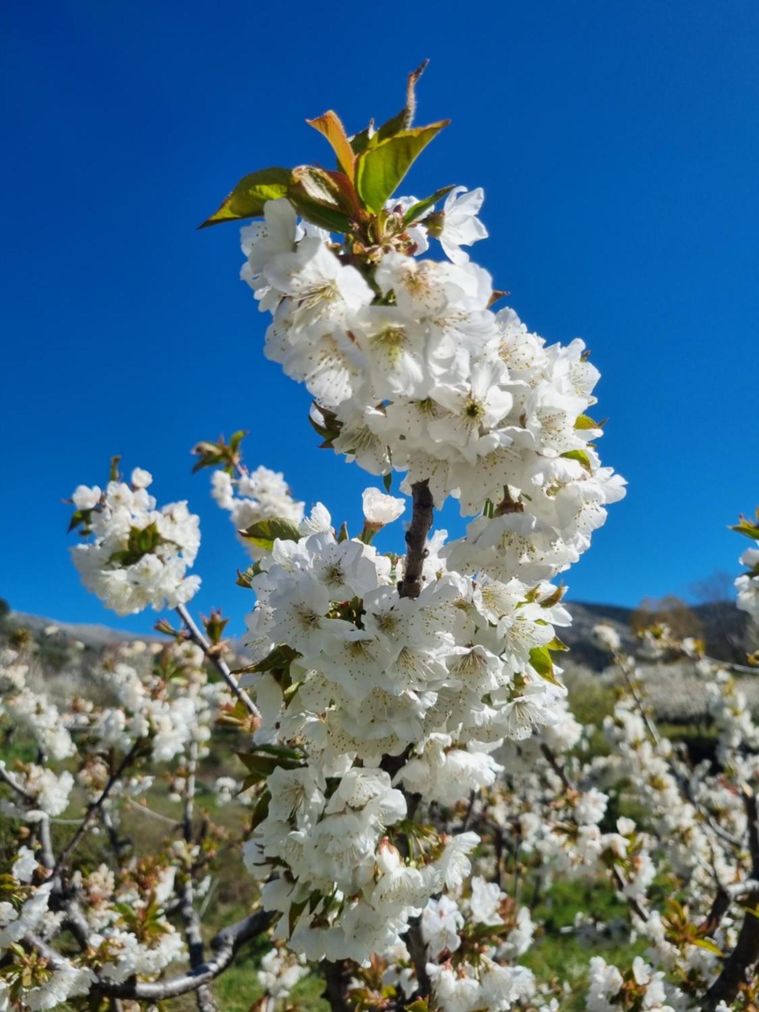 Albareilla By #Cherrygredos El Arenal  Exteriör bild